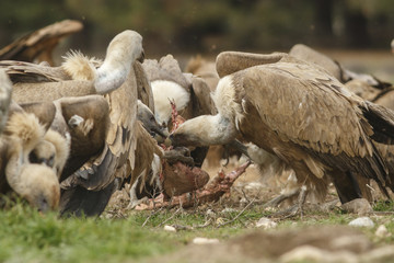 Griffon Vulture (Gyps fulvus), feeding, Castile and Leon, Spain.