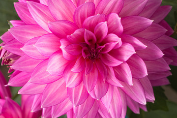Obraz premium Blooming pink Dahlia flower closeup.