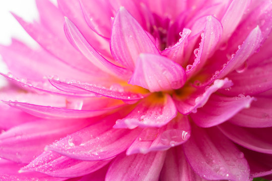 Blooming pink Dahlia flower closeup, with water droplets.