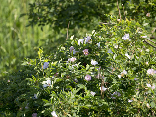 Kwitnące krzewy dzikiej róży (Rosa canina) w naturalnym srodowisku © JDziedzic