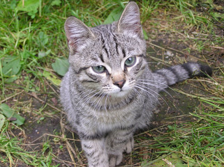 gray cat looking into the camera