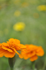 greens and grass and flower under the sunlight
