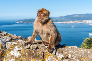Fototapeta premium Famous wild macaque that relax in Gibraltar Rock. The Gibraltar monkeys are one of the most famous attractions of the British overseas territory.
