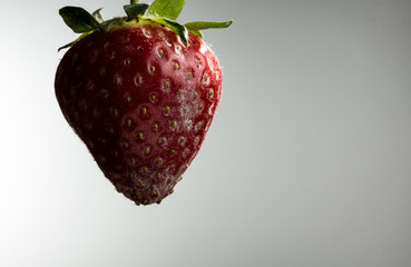 einzelne rote Erdbeere mit Schimmelbefall, heller Hintergrund