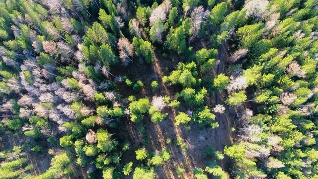 Aerial view of treetops. Camera moves forward over the forest. Siberia