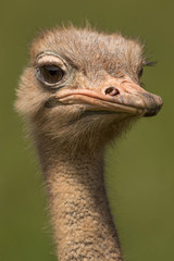 retrato avestruz