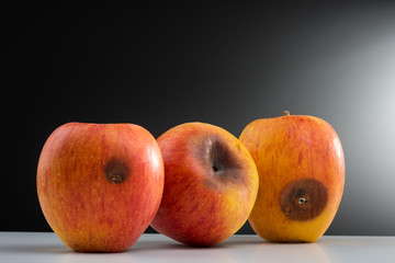 drei Äpfel mit braunen Stellen, Schimmelpilz, im Spotlight