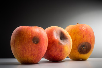 drei Äpfel mit braunen Stellen, Schimmelpilz, im Spotlight