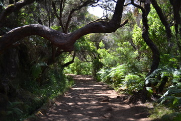 Fototapeta premium Camino en un bosque en la isla de madeira