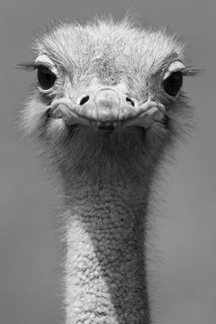 Retrato avestruz de frente