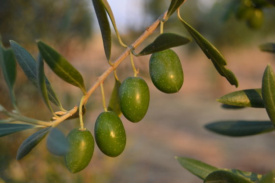 Aceitunas a la luz del sol de otoño en la caida de la tarde