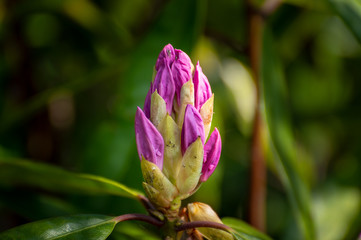 Brightly colored sunlit pink and purple rhododendron bud against a natural green background, using...