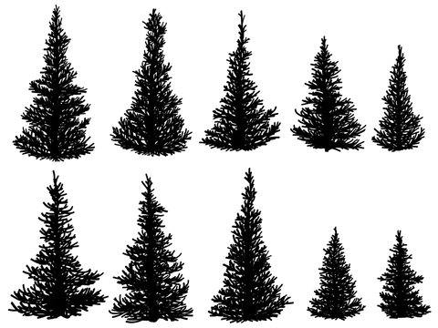 Silhouettes of spruce trees (fir, fir-tree).