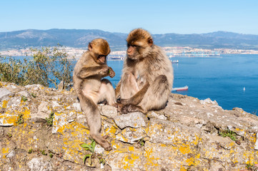 Fototapeta premium The Barbary Macaque monkeys of Gibraltar. The only wild monkey population on the European Continent. At present there are 300+ individuals in 5 troops occupying the Gibraltar nature reserve.