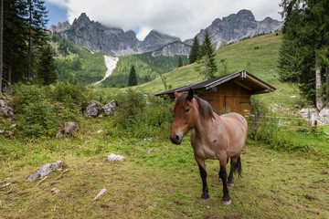 Fototapeta na wymiar Beautiful brown horse on a pasture in Filzmoos, Austria