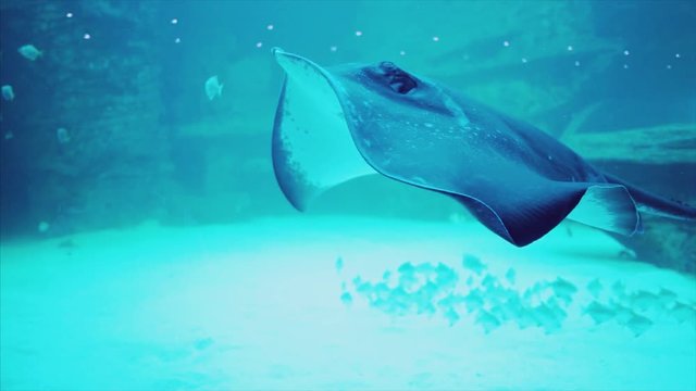 Slow motion video of stingray swimming in aquarium