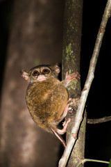  koboldmaki, tarsius tarsier, indonesia, sulawesi