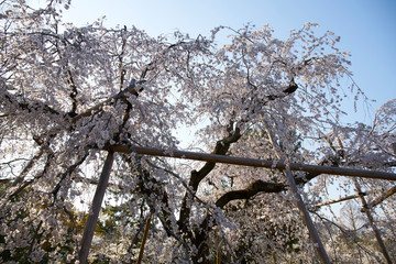 京都円山公園の桜