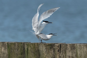 Paarung seeschwalben