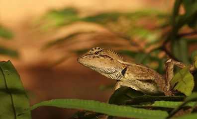 A lizard eat insects on a tree.