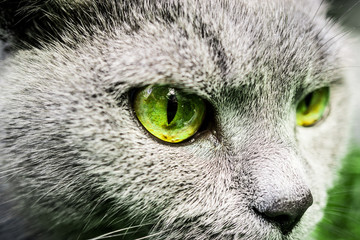 Furious cat eyes haunting 