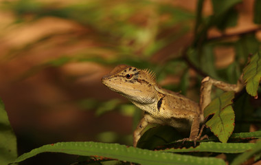 Fototapeta premium A lizard eat insects on a tree.