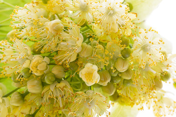 Linden flowers (Tilia cordata) isolated on a white background