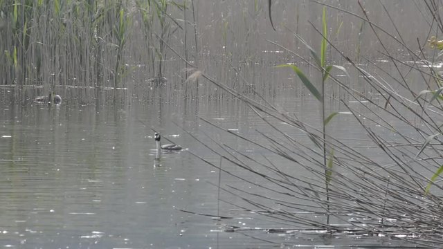 suoni del biotopo