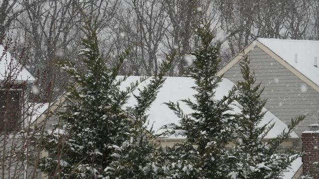 Large Pine Trees with Heavy Snow Winter Storm