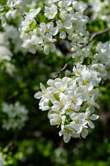 Sunlight on branch with appleblossom on appletree in spring on the green backround - vertical