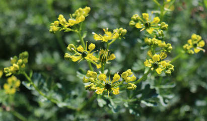 Ruta graveolens, commonly known as the, common rue or herb-of-grace, is a species of Ruta grown as...