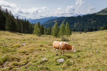 Naklejka premium The cow grazing on the pasture with the background of Dachstein mountain Salzkammergut, Austria near Filzmoos in a beautiful summer day