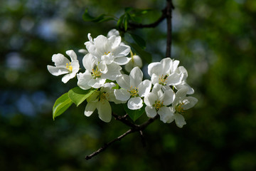 Sunlight on branch with appleblossom on appletree in spring on the green backround - horizontal