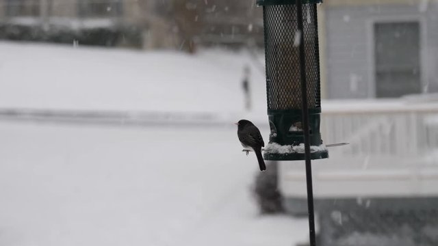 Little bird perched on a feeder in falling snow