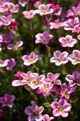 Obraz premium Little pink flowers in a garden on a sunny day. Blooming moss 