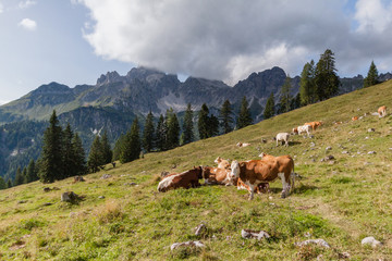 Fototapeta na wymiar The cows grazing on the pasture with the background of Dachstein mountain Salzkammergut, Austria near Filzmoos in a beautiful summer day