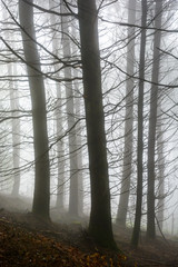 Silhouettes of tree trunks and branches in a forest by a foggy day in the french countryside.
