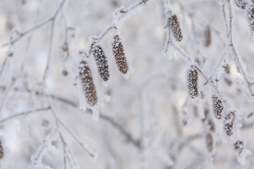 Winter frost branches snow and ice covered. Snowy birch cones.