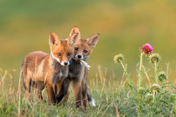 Two Little Red Fox near his hole