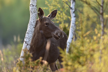 Moose at summer