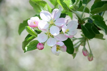 Blüte des Apfelbaumes, Blütezeit in Südtirol