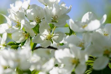 Sunlight on branch with appleblossom on appletree in spring on the green backround - horizontal