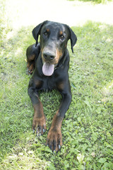 The Dobermann or Doberman Pinscher in the United States and Canada, is a medium-large breed of domestic dog originally developed around 1890 by Karl Friedrich Louis Dobermann, a tax collector.