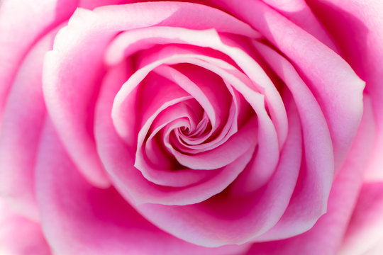 Soft dreamy backgound image of a beautiful pink rose flower