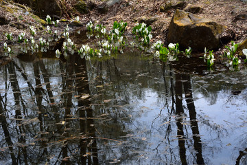 White fresh flowers of Asian skunk cabbage (Lysichiton camtschatcense) in japanese early spring