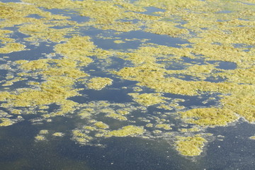 Grünlich-gelbe  Algen