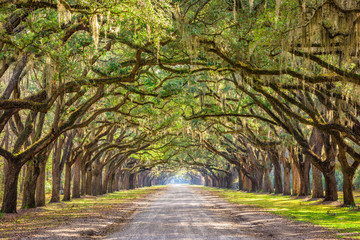 Savannah, Georgia, USA Historic Road - Powered by Adobe