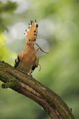 Upupa (Upupa epops)