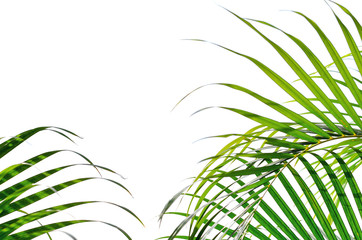 Palm thickets, leaves, bushes isolated on white background. Vacation holidays tropic background wallpaper.