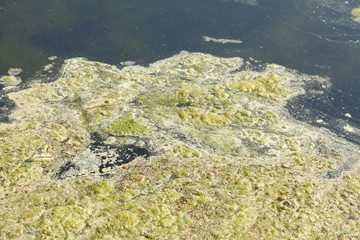 Grünlich-gelbe  Algen